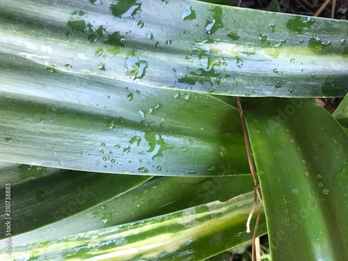 Planta mojada