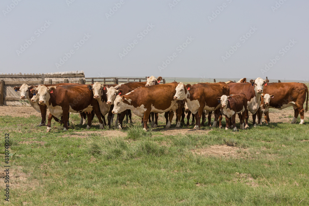 herd of cows grazing in field herd of cows grazing in field