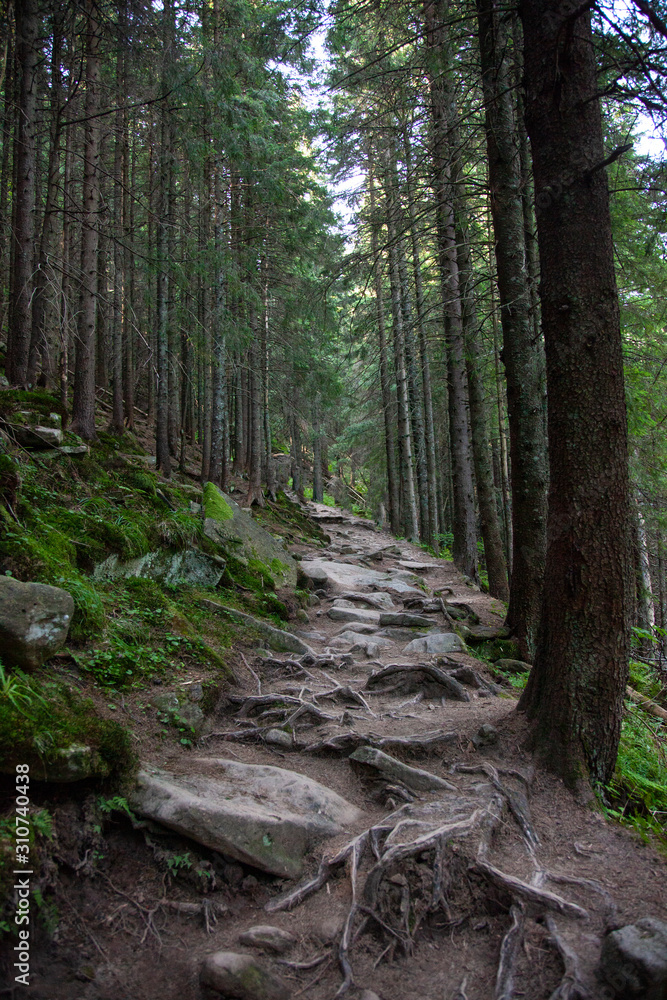 path in the forest path in the forest
