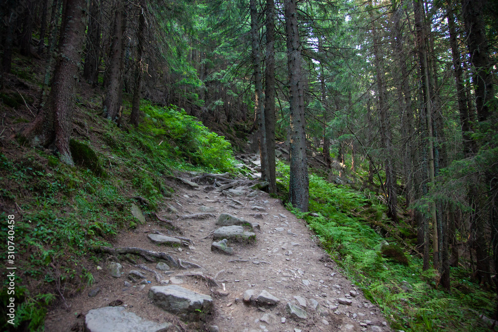 Fototapeta premium path in the forest