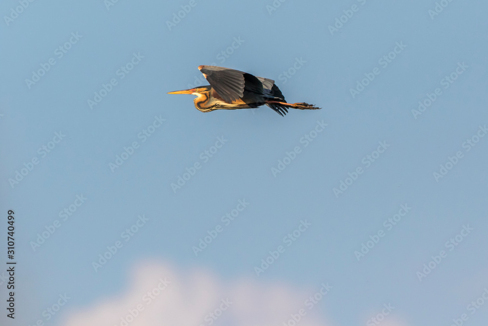 Purple heron (Ardea purpurea)