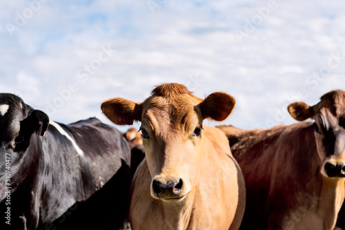 Brown cow looking at camera with curiosity and interest photo