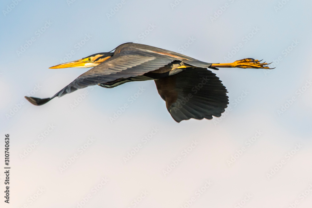 Purple heron (Ardea purpurea)