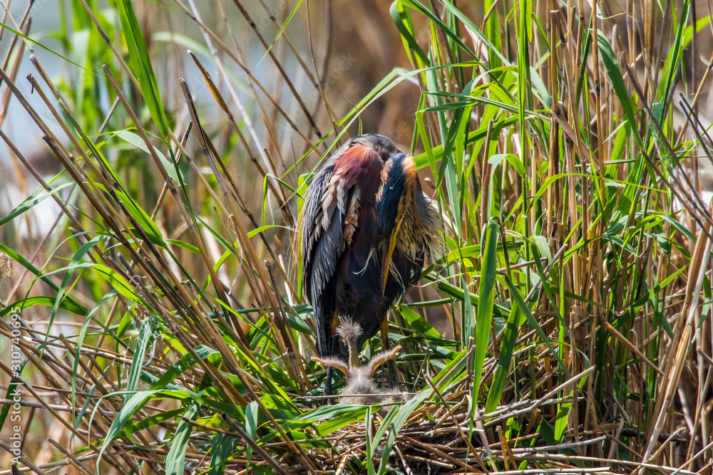 Purple heron (Ardea purpurea)