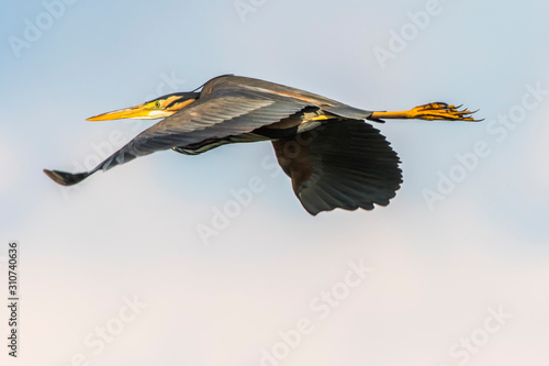 Obraz na płótnie Purple heron (Ardea purpurea) w salonie