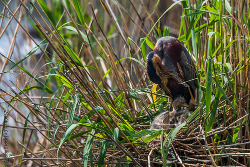 Obraz na płótnie Purple heron (Ardea purpurea) w salonie