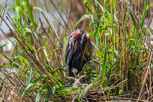 Obraz na płótnie Purple heron (Ardea purpurea) w salonie