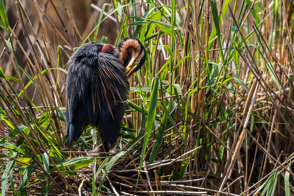 Purple heron (Ardea purpurea)