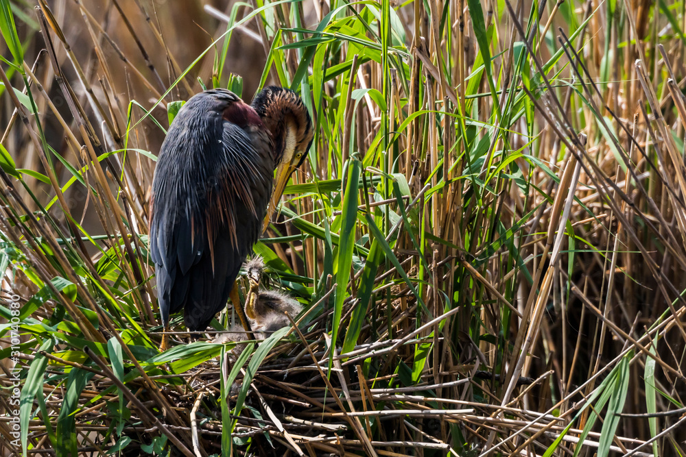 Purple heron (Ardea purpurea)
