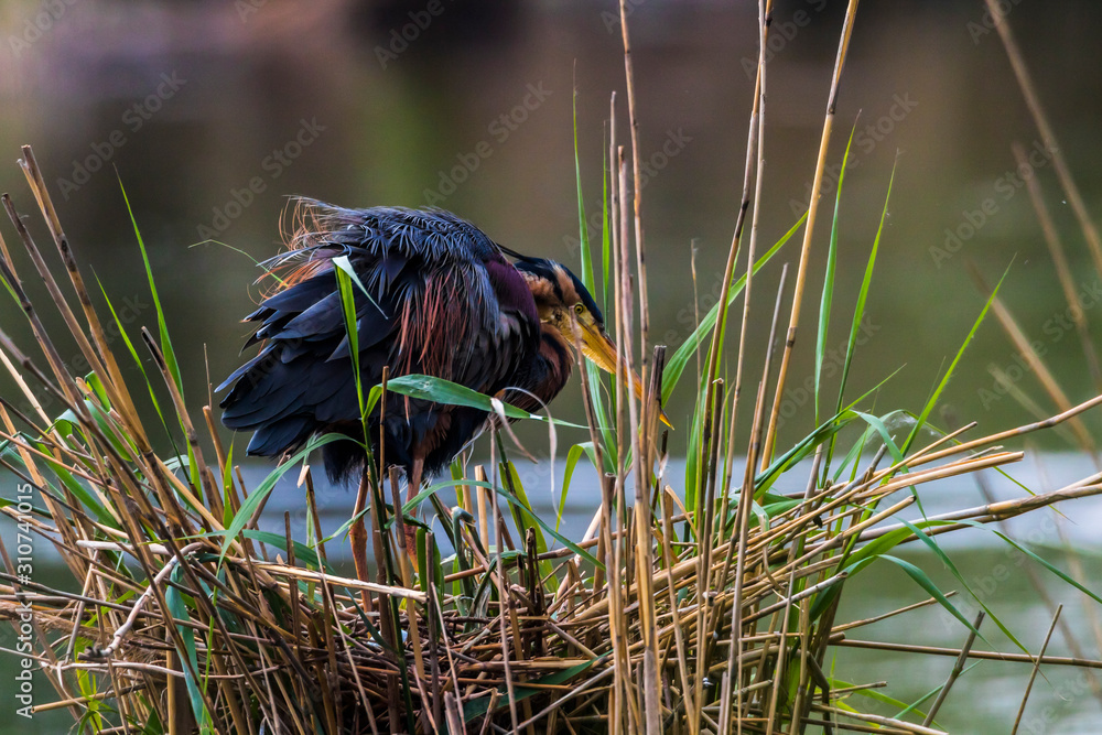 Purple heron (Ardea purpurea)