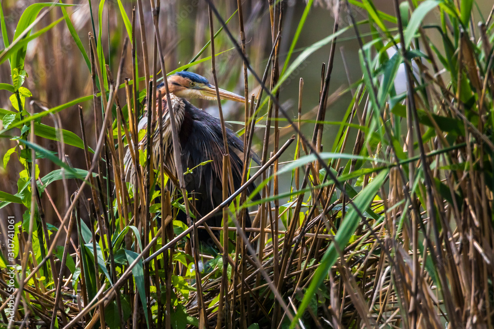 Purple heron (Ardea purpurea)