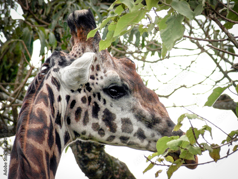 Photography Young Giraffe
