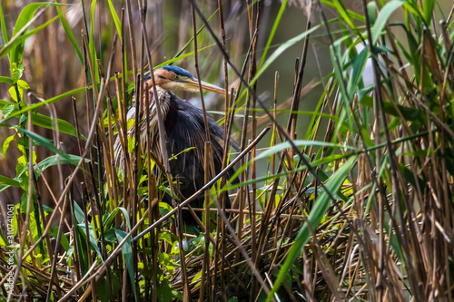 Obraz na płótnie Purple heron (Ardea purpurea) w salonie