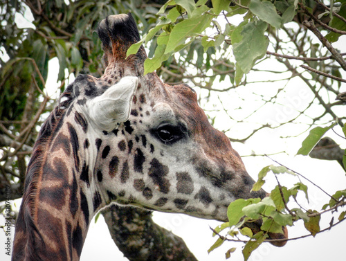 Canvas Print Young Giraffe