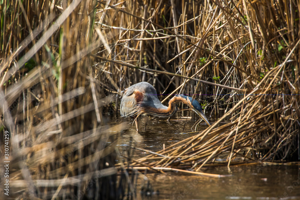Purple heron (Ardea purpurea)