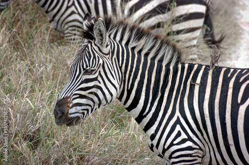 Fototapeta Naklejka Na Ścianę i Meble -  Zebra in the Wild