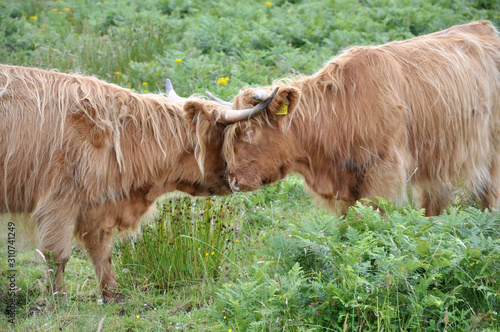 Scottish Highland cows, Scotland, England