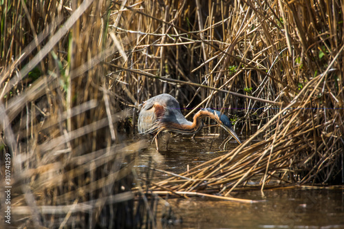 Obraz na płótnie Purple heron (Ardea purpurea) w salonie
