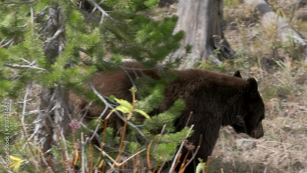 tracking shot of a black bear walking at yellowstone national park in wyoming, usa tracking shot of a black bear walking at yellowstone national park in wyoming, usa