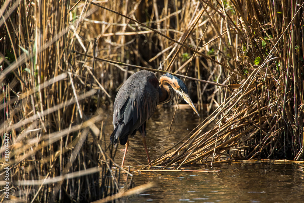 Purple heron (Ardea purpurea)