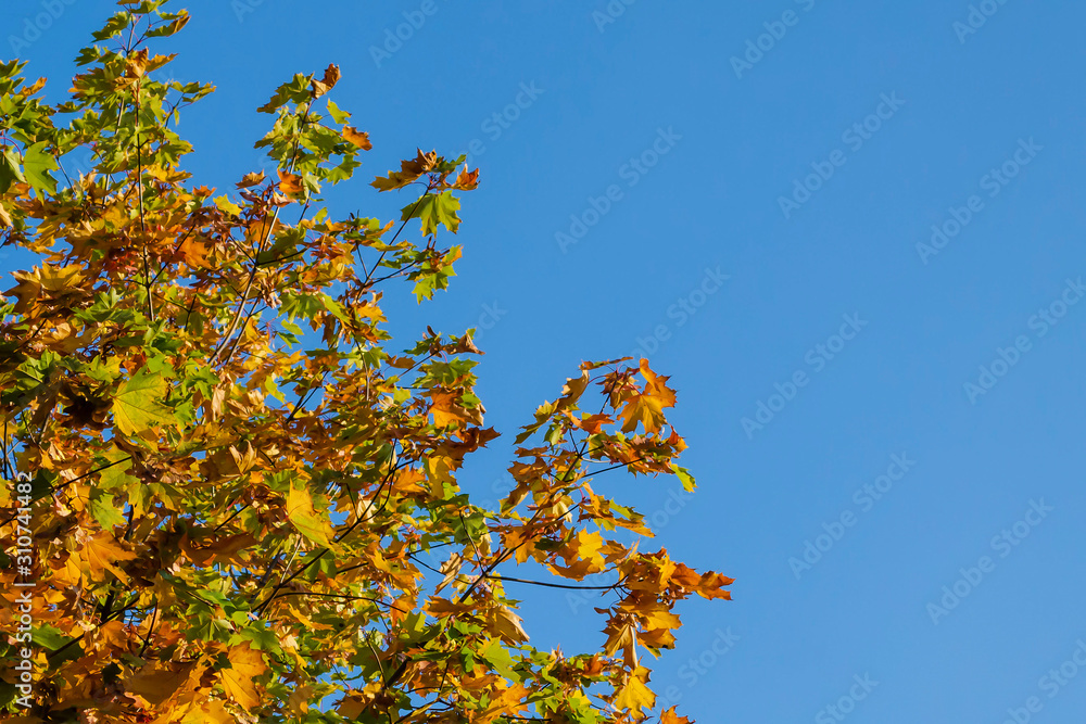 Tree with yellow leaves. Against a clear blue sky Tree with yellow leaves. Against a clear blue sky