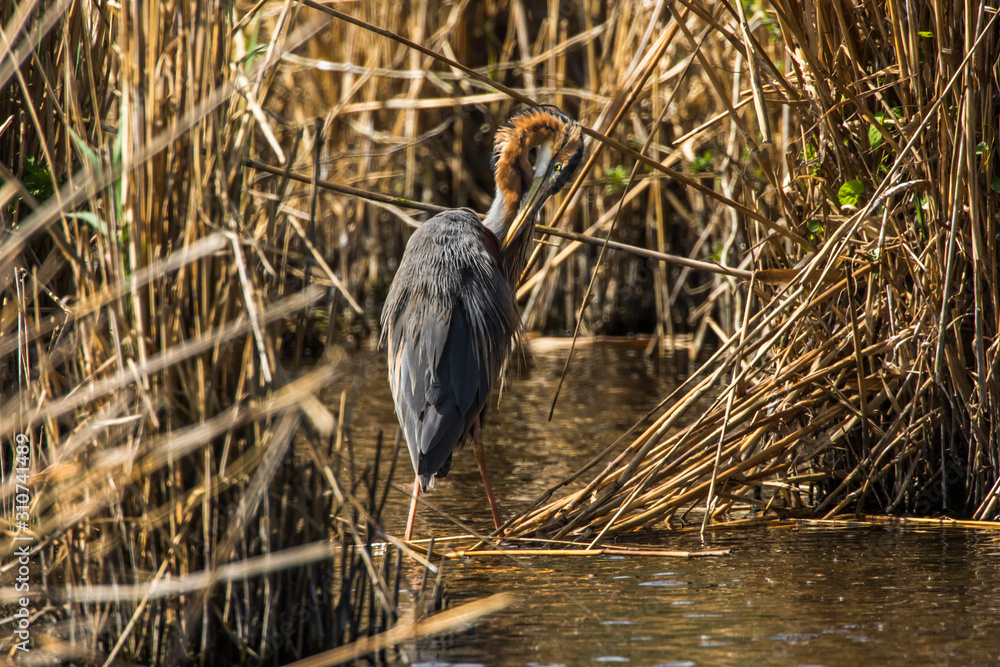 Purple heron (Ardea purpurea)