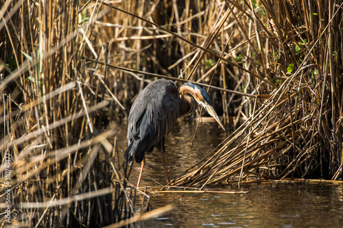 Obraz na płótnie Purple heron (Ardea purpurea) w salonie