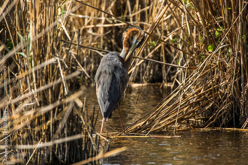 Obraz na płótnie Purple heron (Ardea purpurea) w salonie