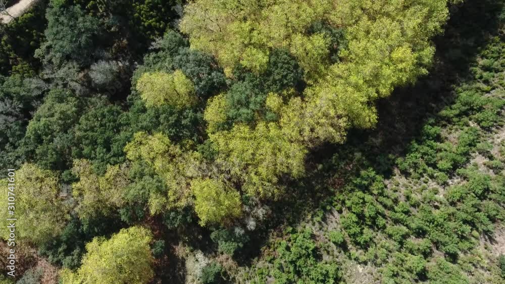 flying above spring forest tree mountain aerial shot 4k flying above spring forest tree mountain aerial shot 4k