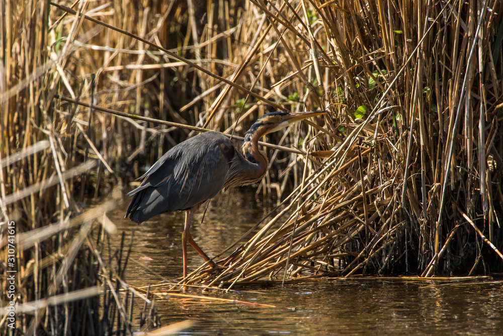 Purple heron (Ardea purpurea)