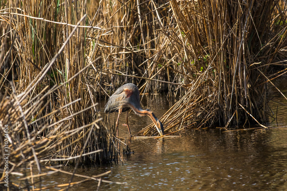 Purple heron (Ardea purpurea)