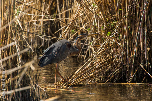 Obraz na płótnie Purple heron (Ardea purpurea) w salonie