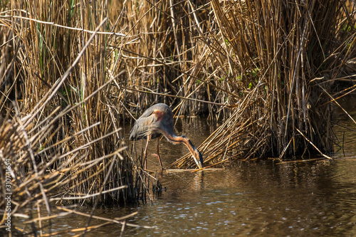 Obraz na płótnie Purple heron (Ardea purpurea) w salonie