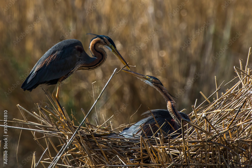 Purple heron (Ardea purpurea)