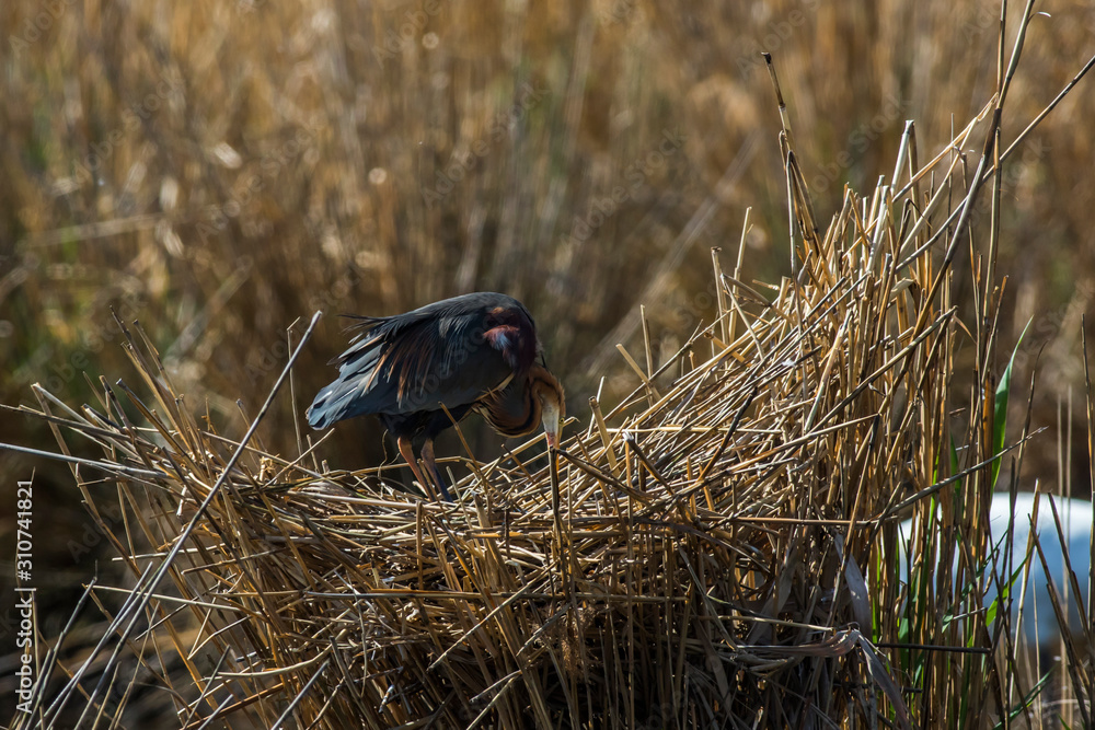 Purple heron (Ardea purpurea)