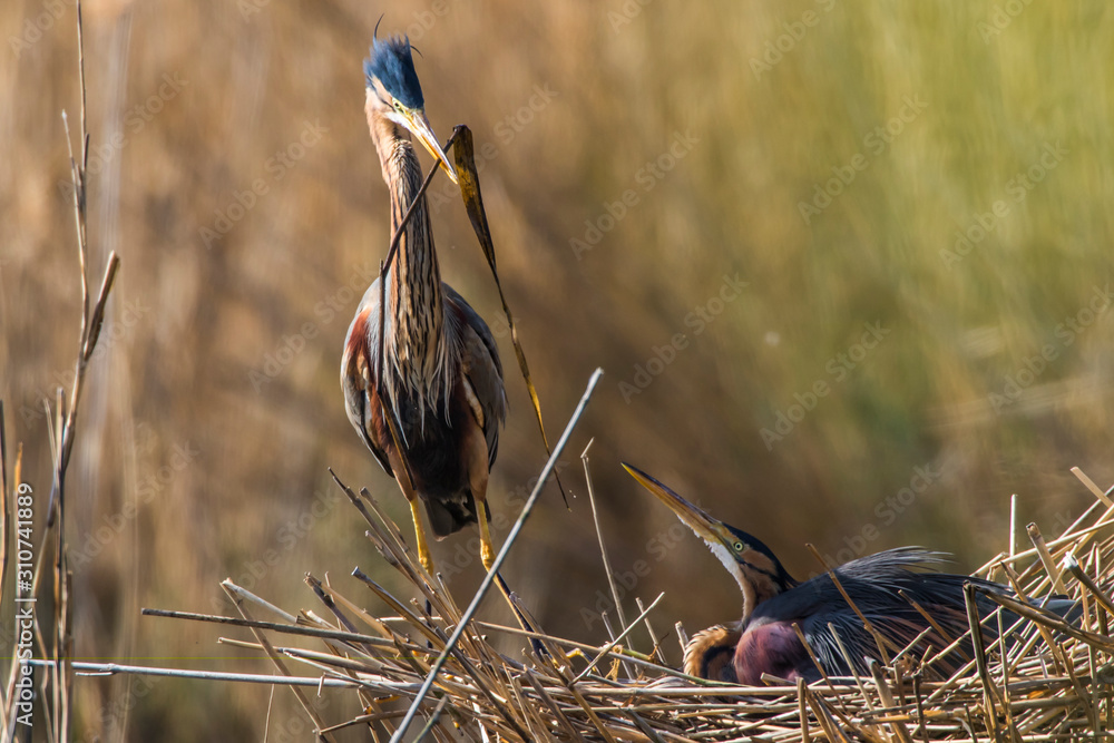 Purple heron (Ardea purpurea)