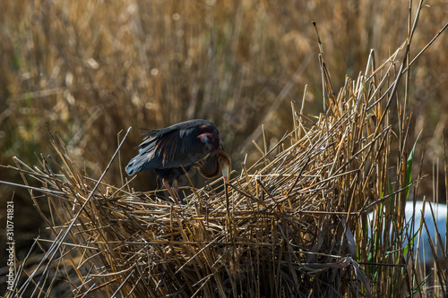 Obraz na płótnie Purple heron (Ardea purpurea) w salonie