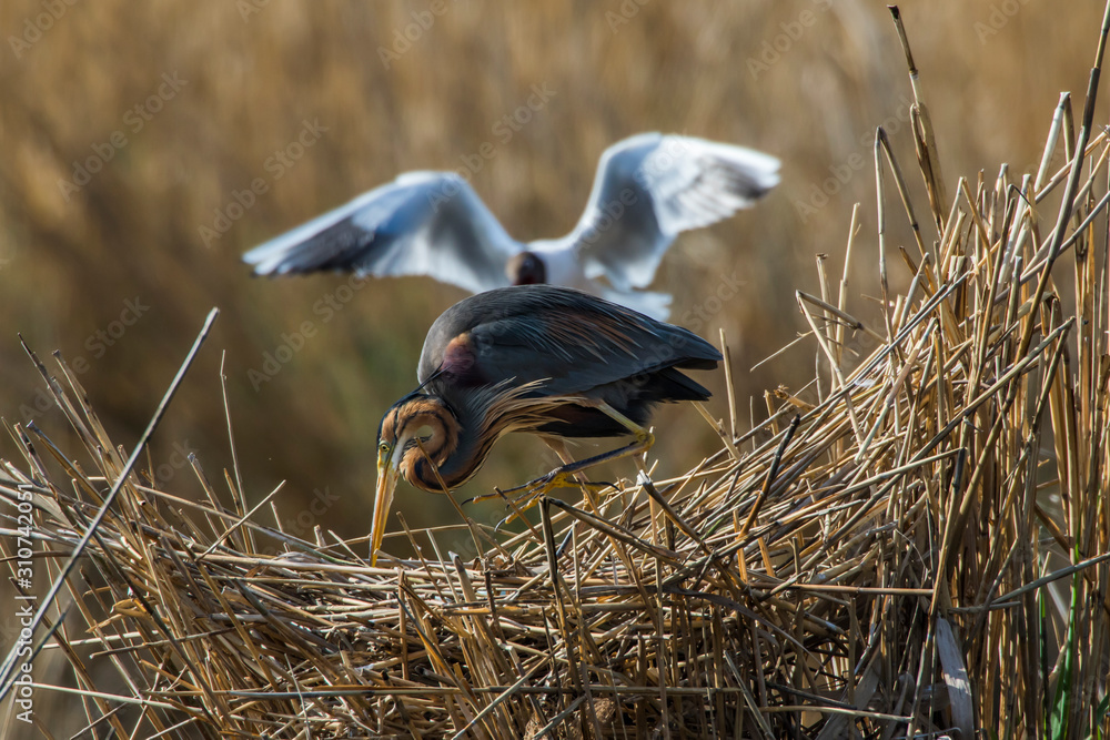 Purple heron (Ardea purpurea)