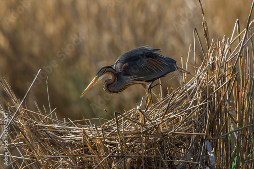 Obraz na płótnie Purple heron (Ardea purpurea) w salonie