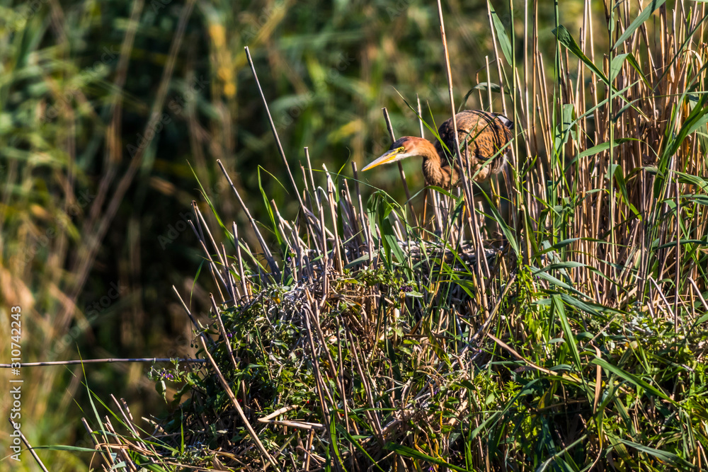 Purple heron (Ardea purpurea)