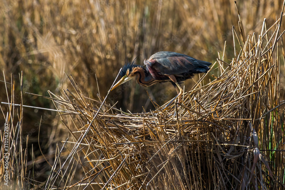 Purple heron (Ardea purpurea)