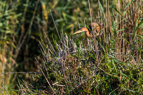 Obraz na płótnie Purple heron (Ardea purpurea) w salonie
