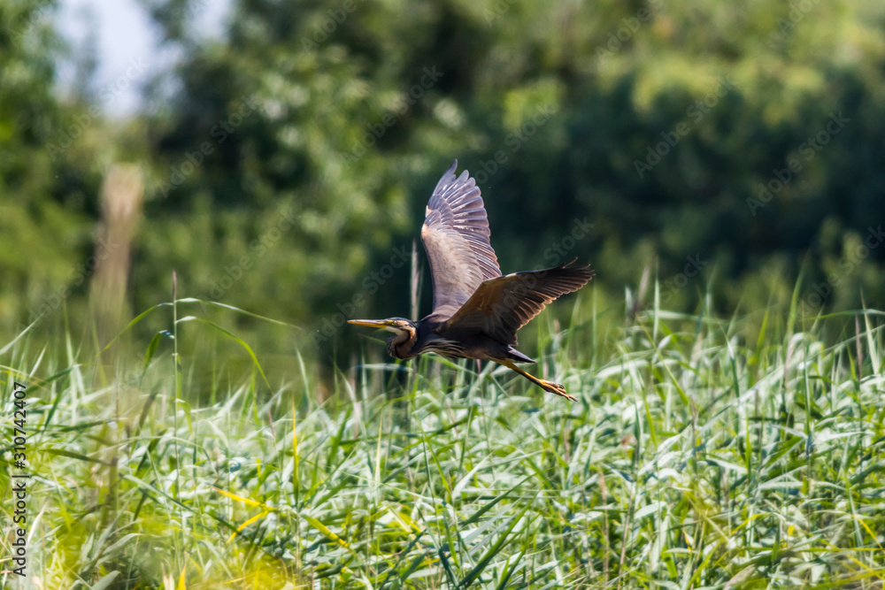 Purple heron (Ardea purpurea)