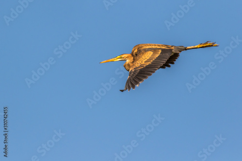 Obraz na płótnie Purple heron (Ardea purpurea) w salonie
