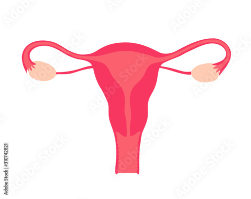 Gynecology. Female genitals. Isolated organ on a white background. Medicine and health.