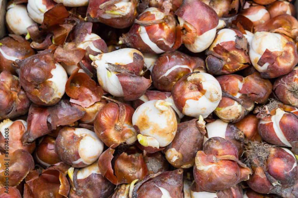 Many tulip bulbs, onion golden texture. Close up background and texture of tulip bulbs Many tulip bulbs, onion golden texture. Close up background and texture of tulip bulbs