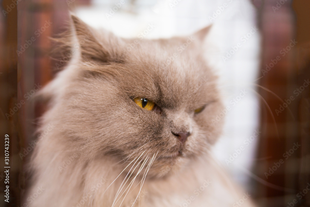 Close up portrait of serious suspicious beige furry cat with orange eyes looking away