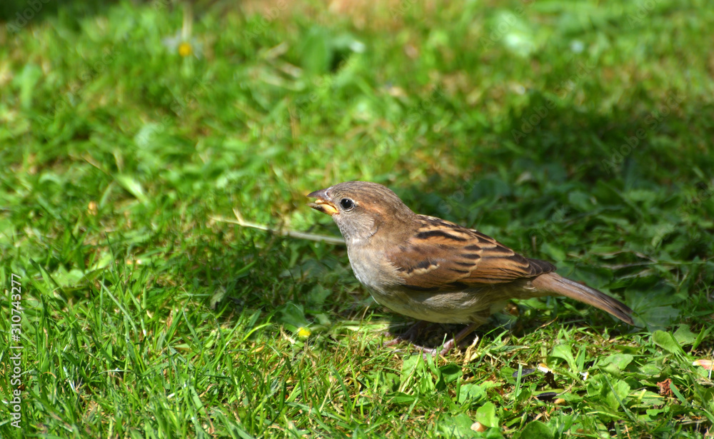 sparrow on the grass, Somerset, England 
