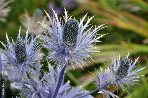 thistle in bloom, Scotland.