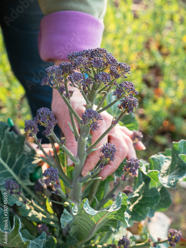 Harvesting Early Purple Sprouting Broccoli photo